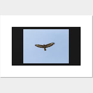 Hawk gliding on blue sky background Posters and Art